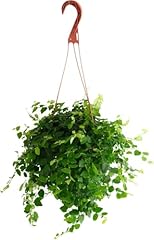 Shop succulents ficus for sale  Delivered anywhere in USA 