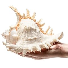 Giant natural conch for sale  Delivered anywhere in USA 