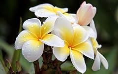 Hawaiian white plumeria for sale  Delivered anywhere in USA 