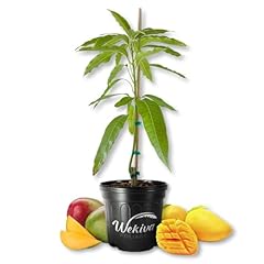 Glenn mango tree for sale  Delivered anywhere in USA 