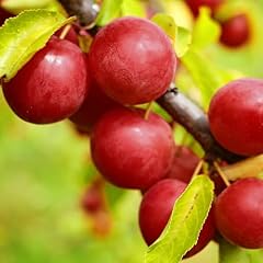 Cherry plum tree for sale  Delivered anywhere in USA 
