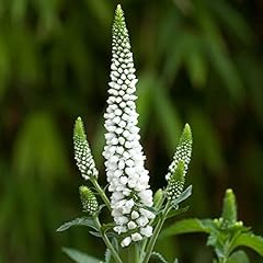 Veronica first lady for sale  Delivered anywhere in UK