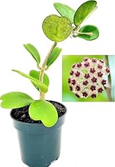 Powers flowers hoya usato  Spedito ovunque in Italia 