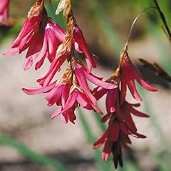 Perfect plants dierama for sale  Delivered anywhere in UK