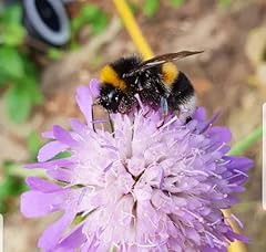 Butterfly bees blooming for sale  Delivered anywhere in UK