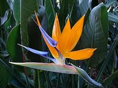 Semi pianta strelitzia usato  Spedito ovunque in Italia 