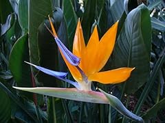 Semi pianta strelitzia usato  Spedito ovunque in Italia 