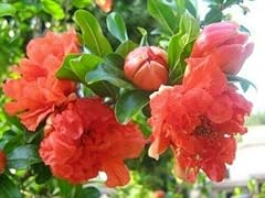 Melograno fiore punica usato Melograno fiore punica usato  Spedito ovunque in Italia