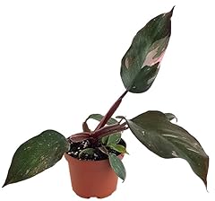 Fangblatt philodendron pink gebraucht kaufen  Wird an jeden Ort in Deutschland