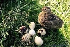 Fertile coturnix quail for sale  Delivered anywhere in USA 