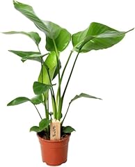 Happy plants strelitzia gebraucht kaufen  Wird an jeden Ort in Deutschland