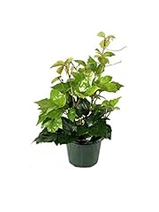 Grape ivy live for sale  Delivered anywhere in USA 