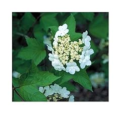 Seeds viburnum opulus for sale  Delivered anywhere in UK