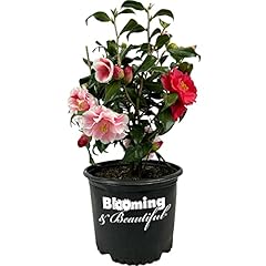 Blooming beautiful lady for sale  Delivered anywhere in USA 