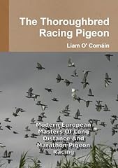 Thoroughbred racing pigeon for sale  Delivered anywhere in UK