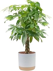 Costa farms money for sale  Delivered anywhere in USA 