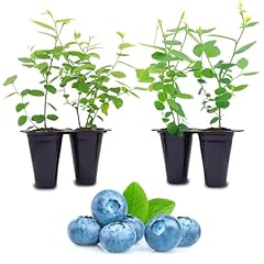 Blueberry plant biloxi for sale  Delivered anywhere in USA 