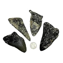 Genuine fossilized prehistoric for sale  Delivered anywhere in USA 