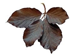 Beech tree fagus for sale  Delivered anywhere in UK