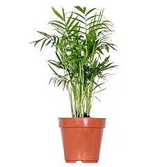 Chamaedorea elegans palma usato  Spedito ovunque in Italia 