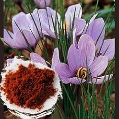 Crocus safran d'occasion  Livré partout en France
