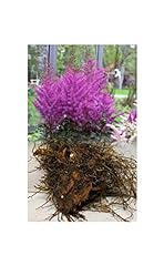 Astilbe arendsii younique for sale  Delivered anywhere in UK