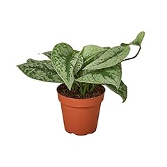 House plant pothos for sale  Delivered anywhere in USA 