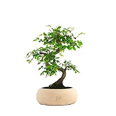 Olmo bonsai bonsai usato  Spedito ovunque in Italia 