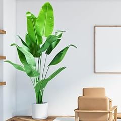 Bird paradise plant for sale  Delivered anywhere in USA 
