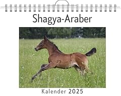 Shagya araber gebraucht kaufen  Wird an jeden Ort in Deutschland