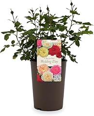 Beautiful white gift for sale  Delivered anywhere in UK