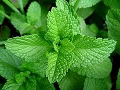 Large mint herb for sale  Delivered anywhere in Ireland