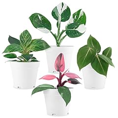 Philodendron plant live for sale  Delivered anywhere in USA 