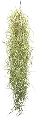 Tillandsia usneoides tillandsi gebraucht kaufen  Wird an jeden Ort in Deutschland