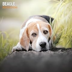 Beagle 2025 traditional for sale  Delivered anywhere in UK