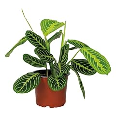 Maranta lemon lime usato  Spedito ovunque in Italia 