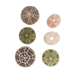 6pcs sea urchin for sale  Delivered anywhere in UK