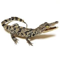 Real alligator specimen for sale  Delivered anywhere in USA 