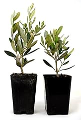 9greenbox olive tree for sale  Delivered anywhere in USA 