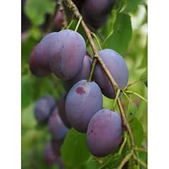 Dwarf italian plum for sale  Delivered anywhere in USA 
