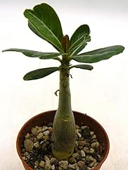 Portal cool adenium gebraucht kaufen  Wird an jeden Ort in Deutschland