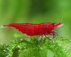 Aquatics live shrimp for sale  Delivered anywhere in Ireland