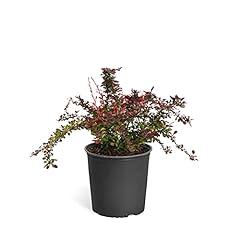 Rose glow barberry for sale  Delivered anywhere in USA 
