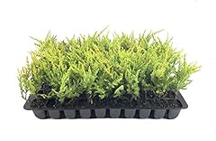 Gold star juniper for sale  Delivered anywhere in USA 