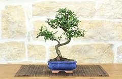 Bonsai olmo cinese usato  Spedito ovunque in Italia 