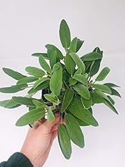 Large sage herb for sale  Delivered anywhere in UK