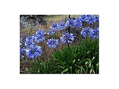 Potted litre agapanthus for sale  Delivered anywhere in UK
