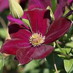 Carbeth plants clematis for sale  Delivered anywhere in UK