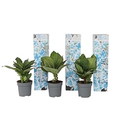 Plant box hydrangea gebraucht kaufen  Wird an jeden Ort in Deutschland