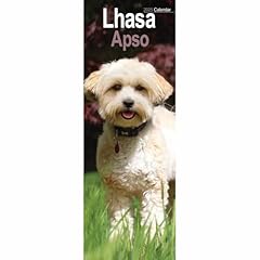 Lhasa apso slim for sale  Delivered anywhere in UK